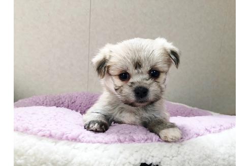 成約済の秋田県のミックス犬-115309