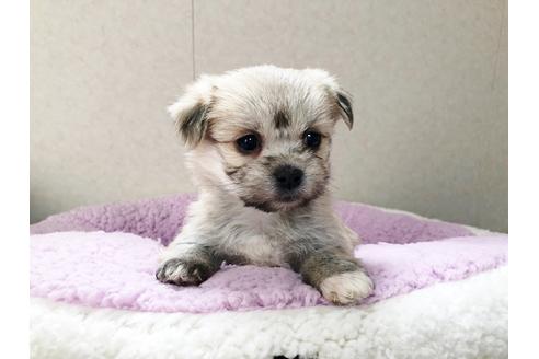 成約済の秋田県のミックス犬-115309の2枚目