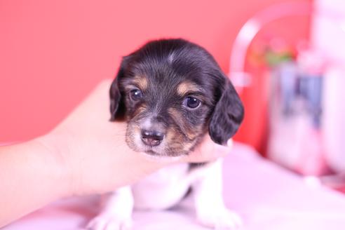 成約済の愛知県のミニチュアダックスフンド(ロングヘアード)-115226の1枚目