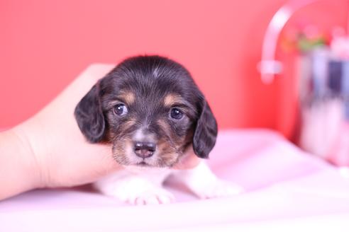 成約済の愛知県のミニチュアダックスフンド(ロングヘアード)-115226の4枚目