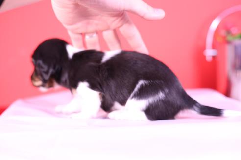 成約済の愛知県のミニチュアダックスフンド(ロングヘアード)-115226の5枚目