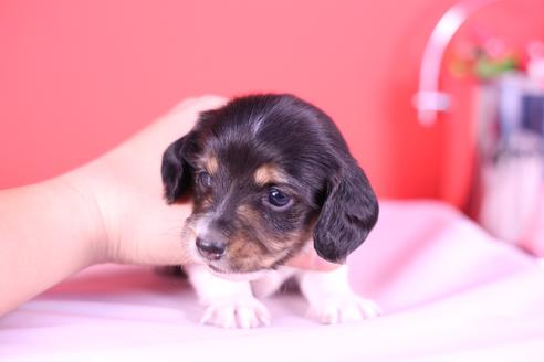 成約済の愛知県のミニチュアダックスフンド(ロングヘアード)-115226の3枚目