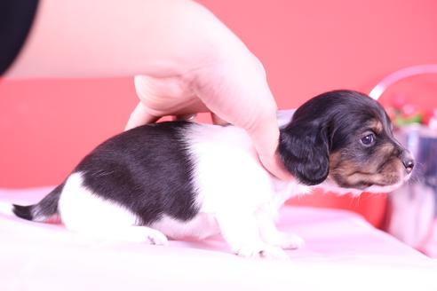 成約済の愛知県のミニチュアダックスフンド(ロングヘアード)-115226の2枚目