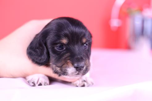 成約済の愛知県のミニチュアダックスフンド(ロングヘアード)-115313の5枚目