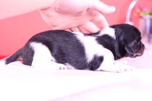 成約済の愛知県のミニチュアダックスフンド(ロングヘアード)-115313の4枚目