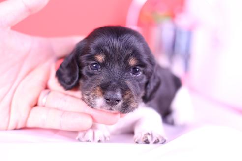 成約済の愛知県のミニチュアダックスフンド(ロングヘアード)-115313の1枚目