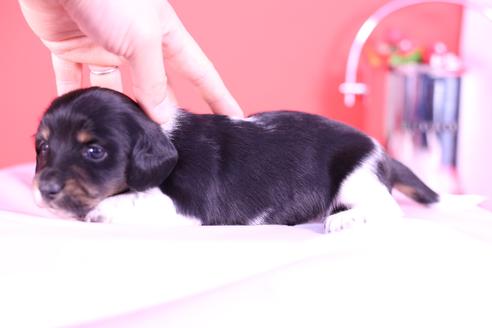 成約済の愛知県のミニチュアダックスフンド(ロングヘアード)-115313の3枚目