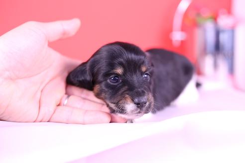 成約済の愛知県のミニチュアダックスフンド(ロングヘアード)-115313の2枚目