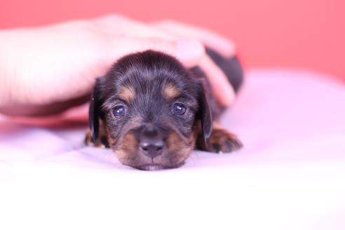 子犬