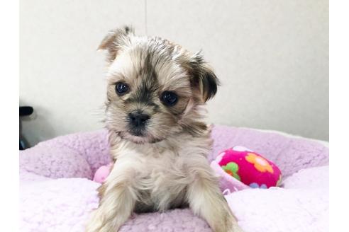 成約済の秋田県のミックス犬-115324