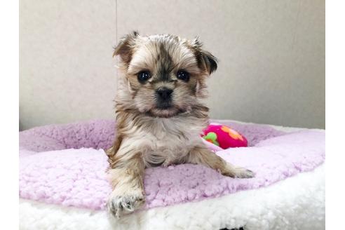 成約済の秋田県のミックス犬-115324の5枚目