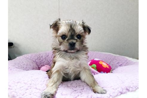 成約済の秋田県のミックス犬-115324の4枚目
