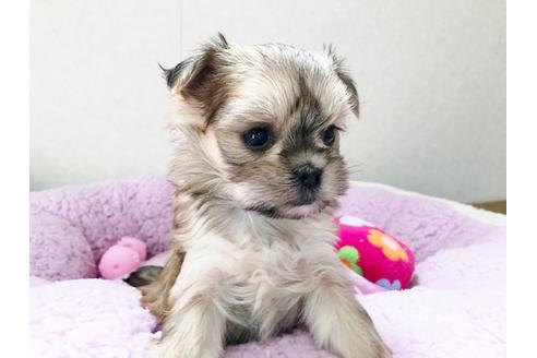 成約済の秋田県のミックス犬-115324の3枚目
