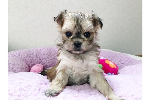 成約済の秋田県のミックス犬-115324の2枚目