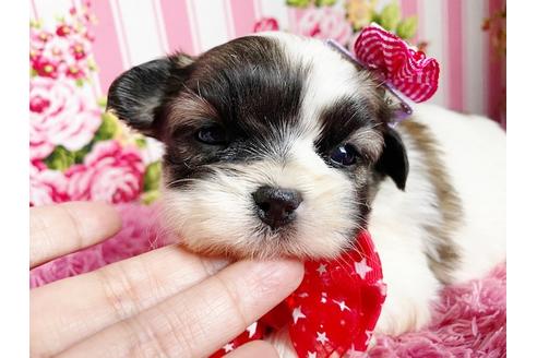 成約済の秋田県のマルシーズー:マルチーズ×シーズー-115326の1枚目