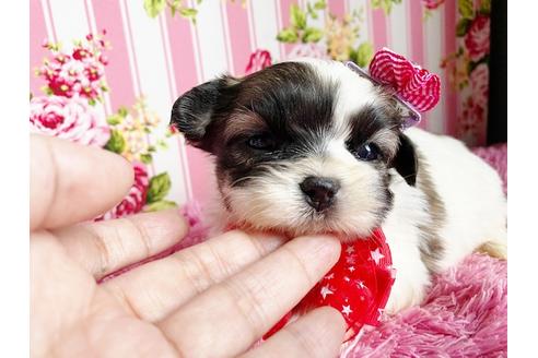 成約済の秋田県のマルシーズー:マルチーズ×シーズー-115326の2枚目