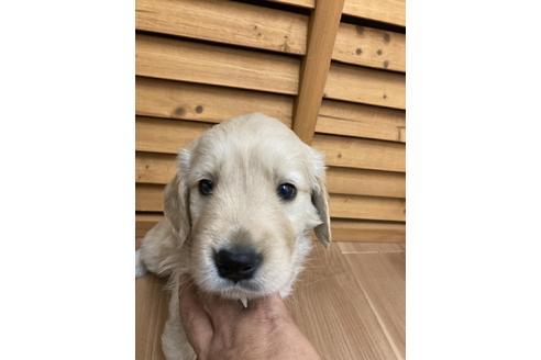 成約済の静岡県のゴールデンレトリーバー-111837の1枚目