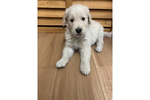 成約済の静岡県のゴールデンレトリーバー-111840の1枚目