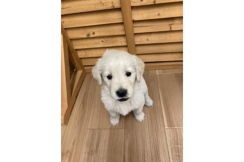 成約済の静岡県のゴールデンレトリーバー-111835