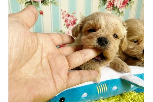 成約済の秋田県のマルプー:マルチーズ×トイプードル-115329の9枚目