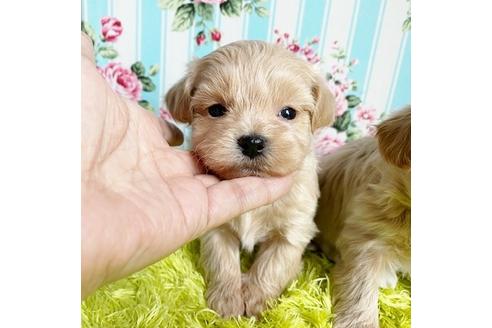 成約済の秋田県のマルプー:マルチーズ×トイプードル-115329の8枚目