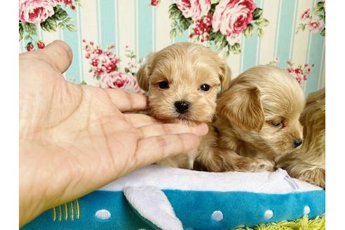 成約済の秋田県のマルプー:マルチーズ×トイプードル-115330の1枚目