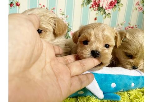 成約済の秋田県のマルプー:マルチーズ×トイプードル-115330の14枚目