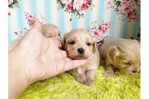 成約済の秋田県のマルプー:マルチーズ×トイプードル-115331の17枚目