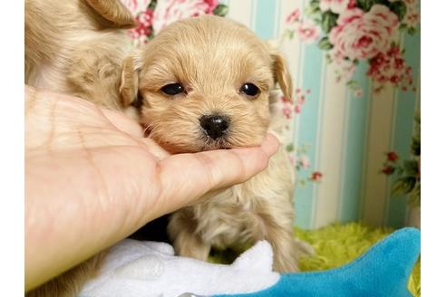 成約済の秋田県のマルプー:マルチーズ×トイプードル-115332の1枚目