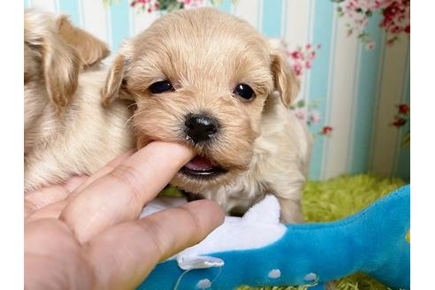 成約済の秋田県のマルプー:マルチーズ×トイプードル-115332の10枚目