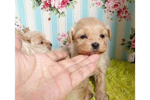 成約済の秋田県のマルプー:マルチーズ×トイプードル-115332の7枚目