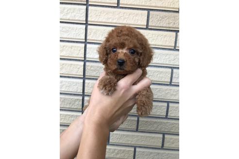 成約済の愛媛県のトイプードル-113014の1枚目