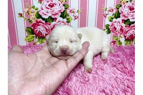 成約済の秋田県の豆柴-115352の13枚目