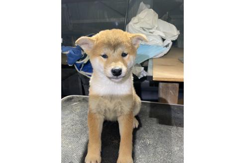 成約済の広島県の柴犬-108940の2枚目