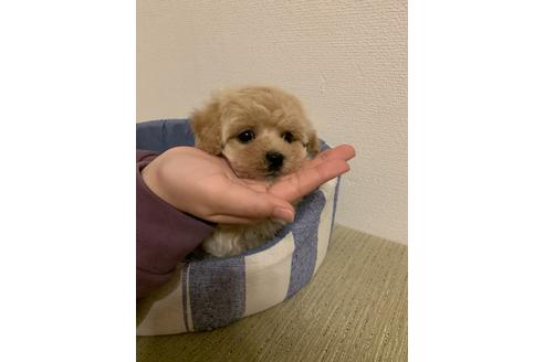 成約済の山形県のマルプー:マルチーズ×トイプードル-113911の1枚目