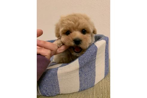 成約済の山形県のマルプー:マルチーズ×トイプードル-113911の3枚目