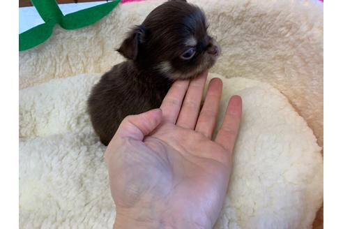 成約済の滋賀県のチワワ(ロングコート)-115386の1枚目
