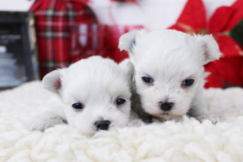 成約済の東京都のマルチーズ-114053の3枚目