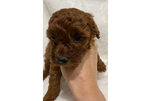 成約済の埼玉県のトイプードル-114139の31枚目
