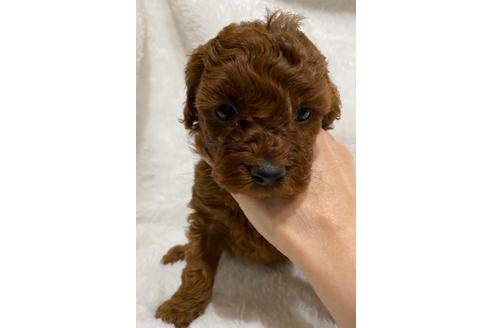 成約済の埼玉県のトイプードル-114139の30枚目