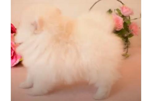 成約済の大阪府のポメラニアン-115412の2枚目