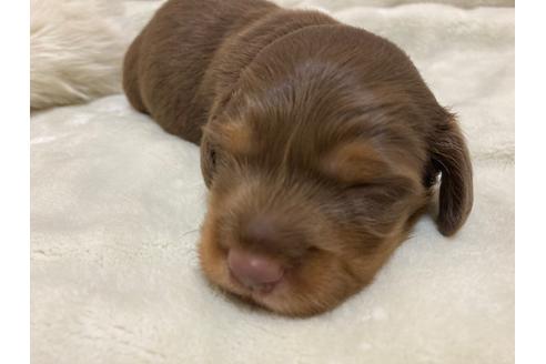 成約済の広島県のミニチュアダックスフンド(ロングヘアード)-115441の1枚目