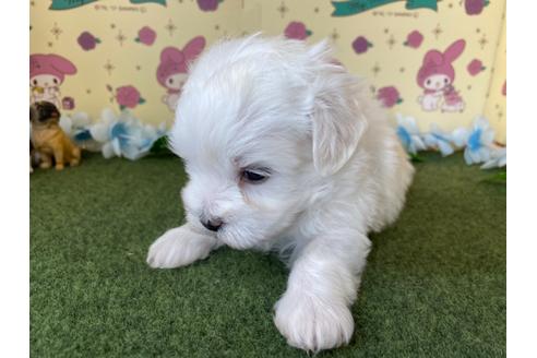 成約済の栃木県のミックス犬-113524の3枚目