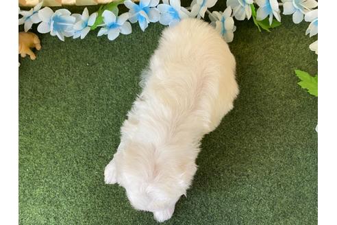 成約済の栃木県のミックス犬-113524の2枚目