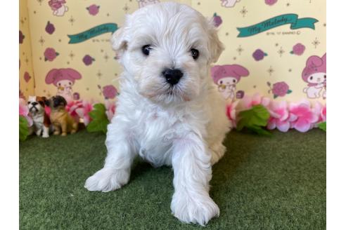 成約済の栃木県のミックス犬-113525の1枚目