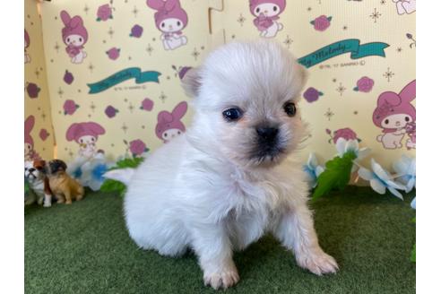 成約済の栃木県のミックス犬-113530の6枚目