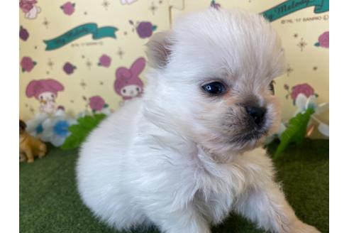 成約済の栃木県のミックス犬-113530の5枚目