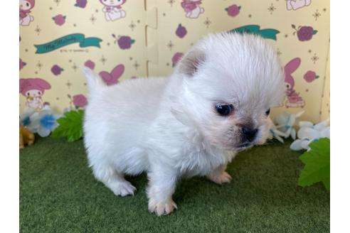 成約済の栃木県のミックス犬-113530の4枚目