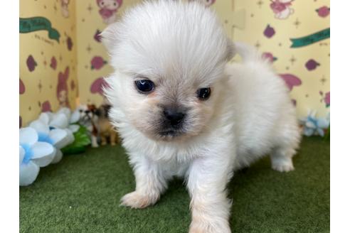 成約済の栃木県のミックス犬-113530の1枚目