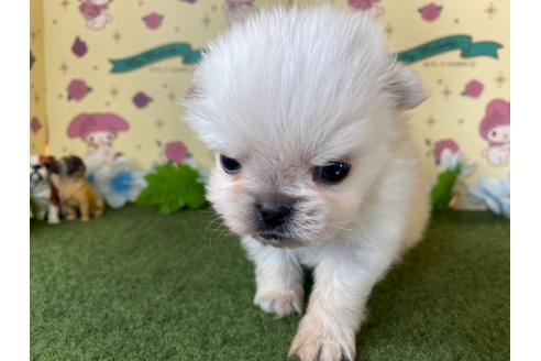 成約済の栃木県のミックス犬-113530の3枚目